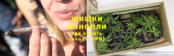 прущие грибы Богданович